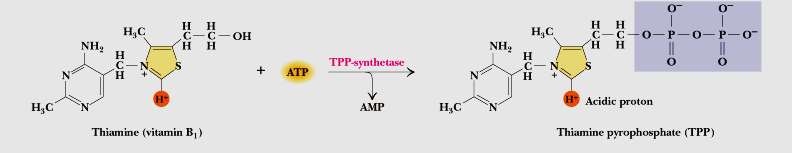 Vitamina B1 Tiamina Pirofosfato TPP é um cofator essencial de diversas enzimas envolvidas no metabolismo energético através da formação de um carbânion estabilizado por ressonância.