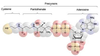 Vitamina B5 Ácido Pantotênico - Precursor coenzima A - CoA - Grupo