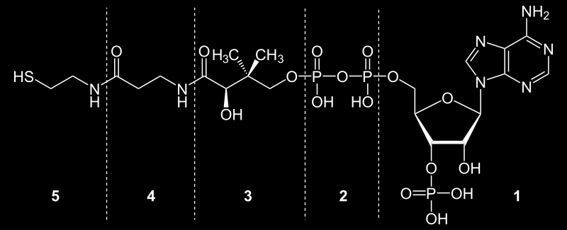 papel central no metabolismo - No catabolismo: oxidação de glicose,