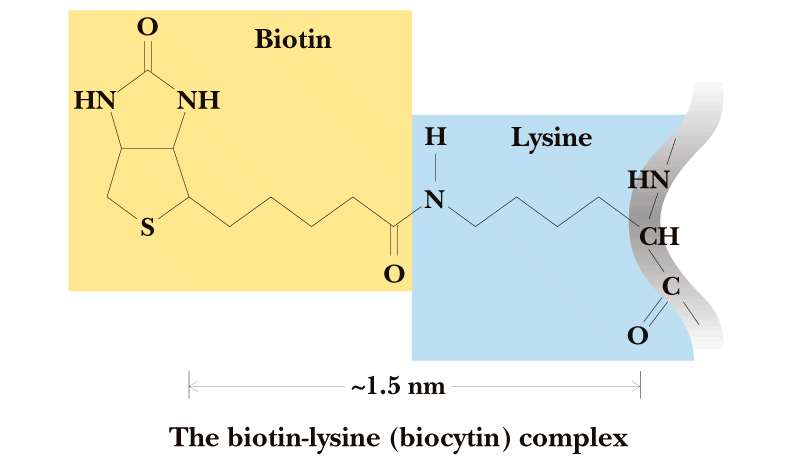 Vitamina B7 Biotina - Carreador de grupos Carboxyl.