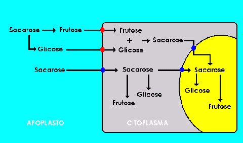 Translocação de Solutos Orgânicos no Floema 18 plasmalema.