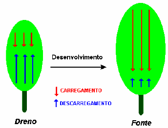 Translocação de Solutos Orgânicos no Floema 29 FIGURA 22: Transição de dreno para fonte durante o desenvolvimento de uma folha.