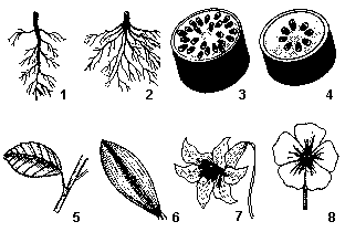 8. No ciclo de vida de uma samambaia há duas fases: a) Ambas multicelulares: o esporófito haploide e o gametófito diploide. b) Ambas multicelulares: o esporófito diploide e o gametófito haploide.