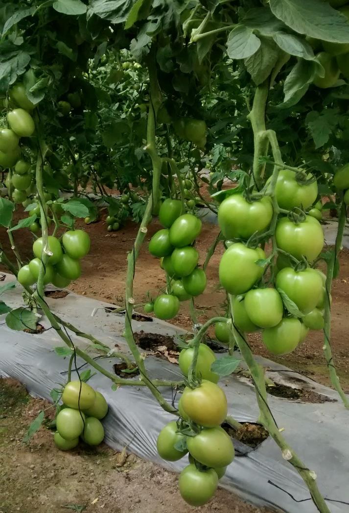 CULTIVOS PRONTO PARA