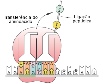 TRADUÇÃO