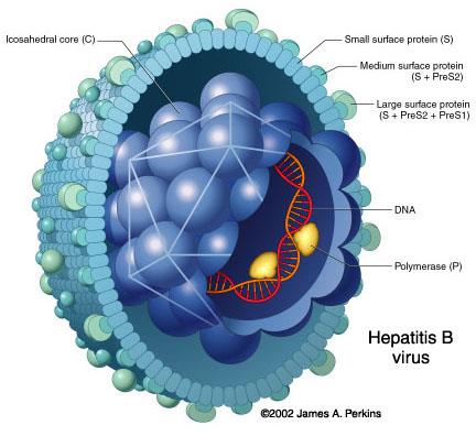 Hepatite B Hepadnaviridae Vírus DNA hepatotrópico Esféricos, com envelope Produzem infecções hepáticas