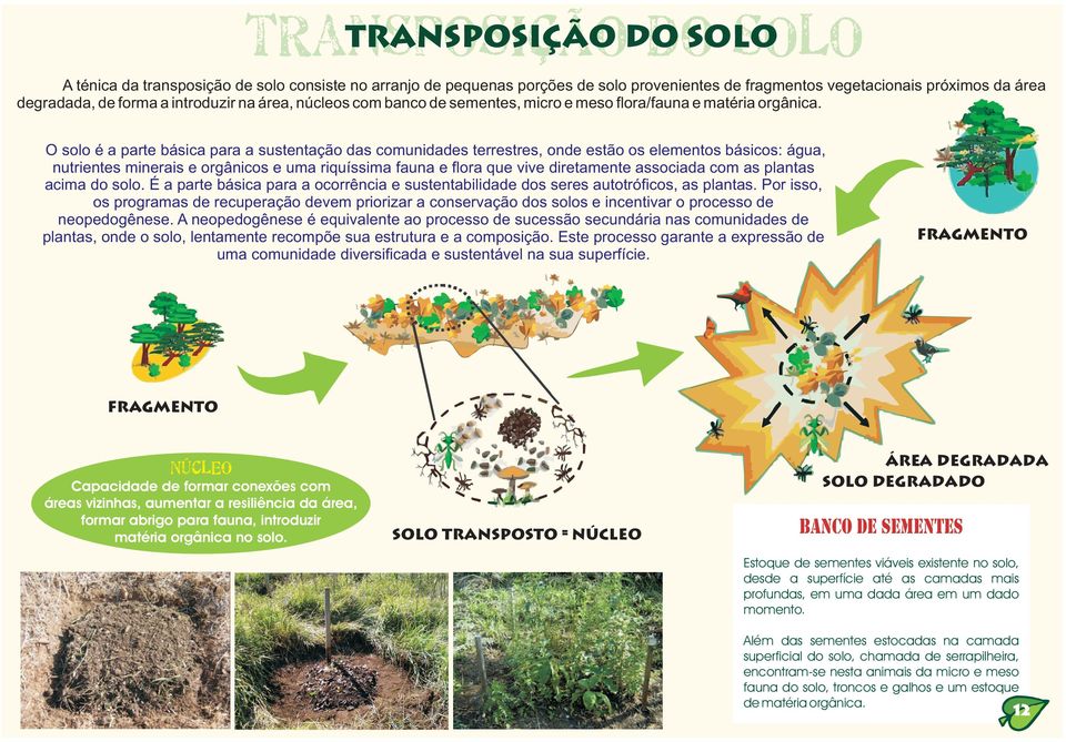 O solo é prt básic pr sustntção ds comunidds trrstrs, ond stão os lmntos básicos: águ, nutrints minris orgânicos um riquíssim fun flor qu viv dirtmnt ssocid com s plnts cim do solo.