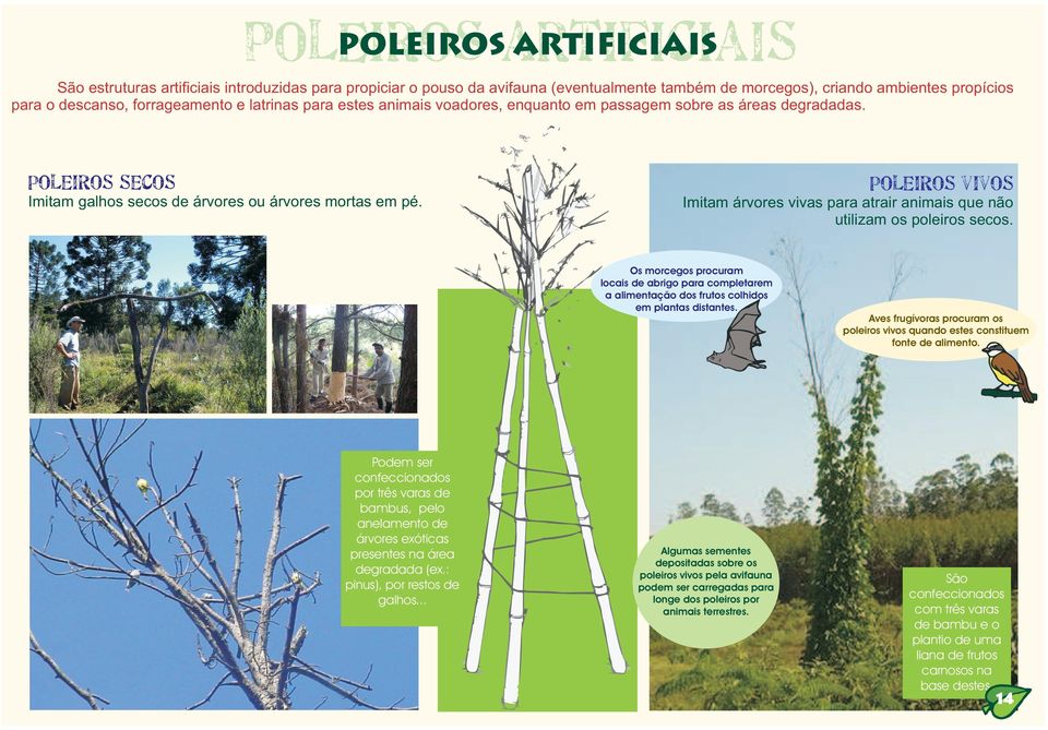 Os morcgos procurm locis d brigo pr compltrm limntção dos frutos colhidos m plnts distnts. Podm sr confcciondos por três vrs d bmbus, plo nlmnto d árvors xótics prsnts n ár dgrdd (x.