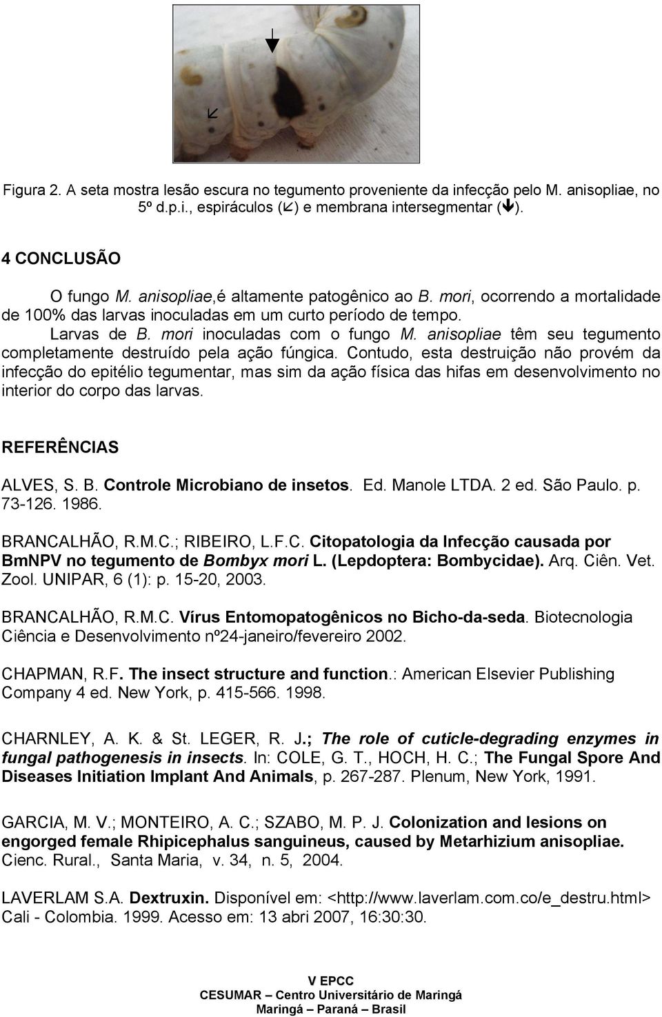 anisopliae têm seu tegumento completamente destruído pela ação fúngica.