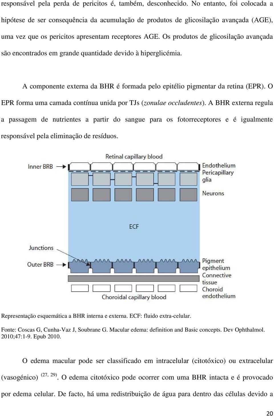 Os produtos de glicosilação avançada são encontrados em grande quantidade devido à hiperglicémia. A componente externa da BHR é formada pelo epitélio pigmentar da retina (EPR).