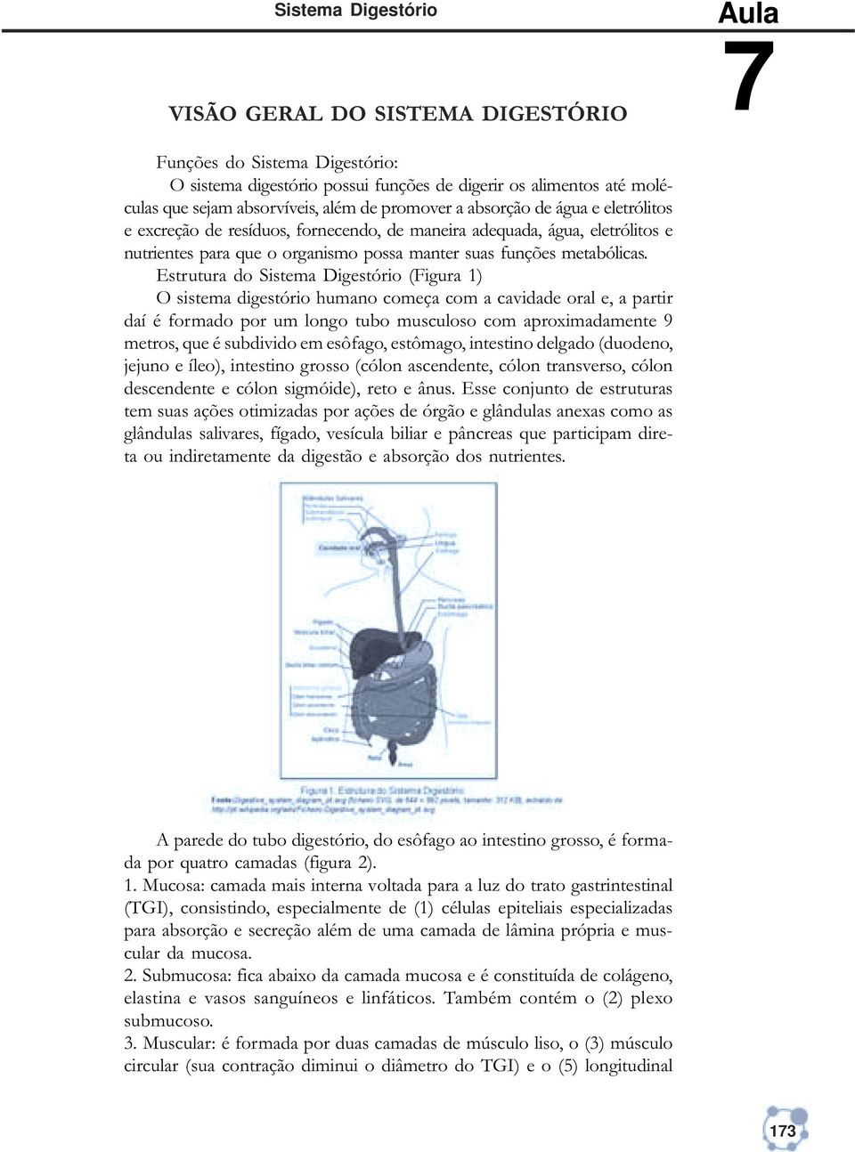 Estrutura do Sistema Digestório (Figura 1) O sistema digestório humano começa com a cavidade oral e, a partir daí é formado por um longo tubo musculoso com aproximadamente 9 metros, que é subdivido