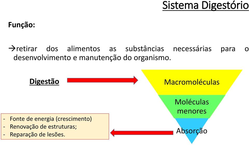 Digestão - Fonte de energia (crescimento) - Renovação de