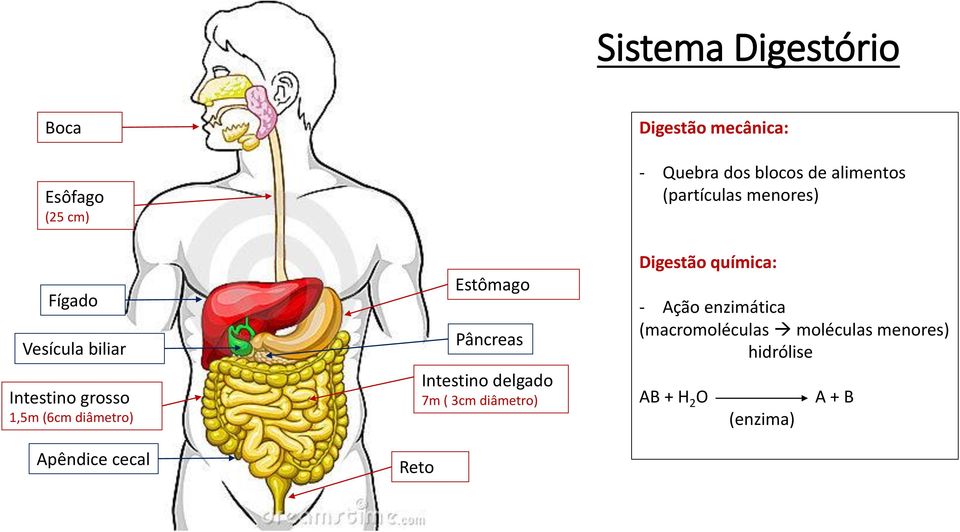 diâmetro) Digestão mecânica: - Quebra dos blocos de alimentos (partículas menores)