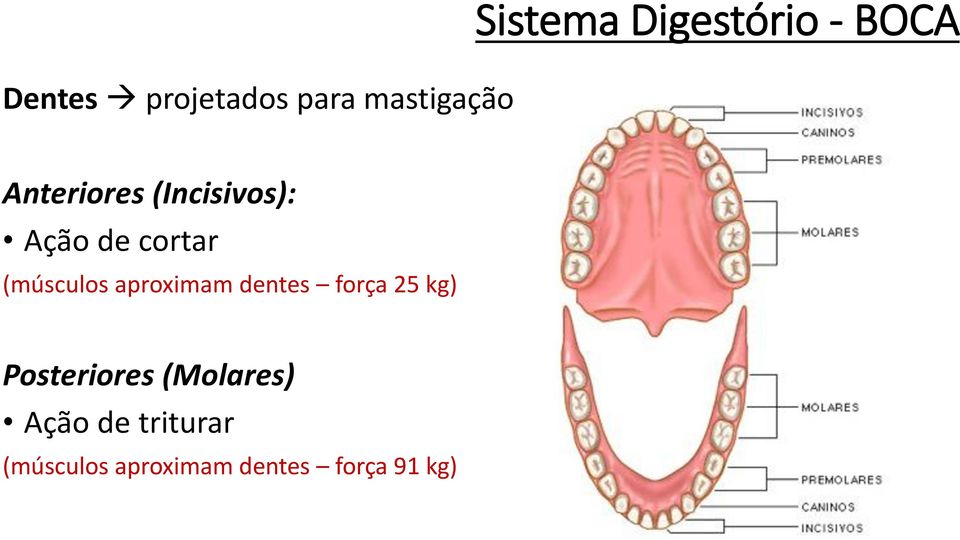 aproximam dentes força 25 kg) Posteriores (Molares)