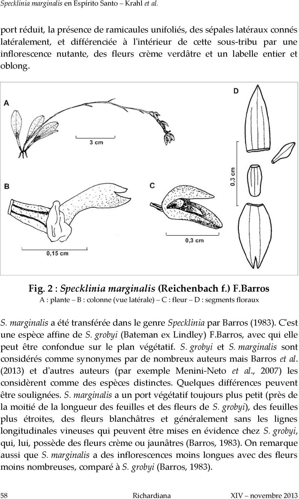 marginalis a été transférée dans le genre Specklinia par Barros (1983). C'est une espèce affine de S. grobyi (Bateman ex Lindley) F.Barros, avec qui elle peut être confondue sur le plan végétatif. S. grobyi et S.