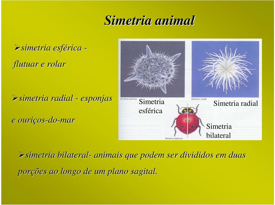 Simetria radial Simetria bilateral simetria bilateral- animais
