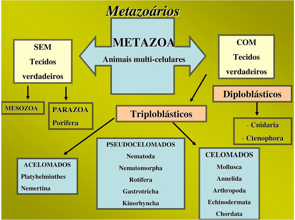 Nematoda Nematomorpha Nematomorpha Rotifera Rotifera Gastrotricha Gastrotricha Kinorhyncha Kinorhyncha CELOMADOS CELOMADOS Mollusca Mollusca Annelida Annelida Arthropoda