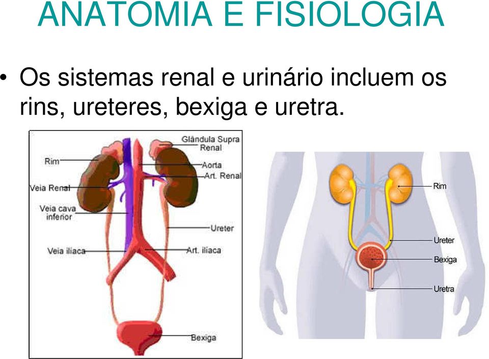 urinário incluem os