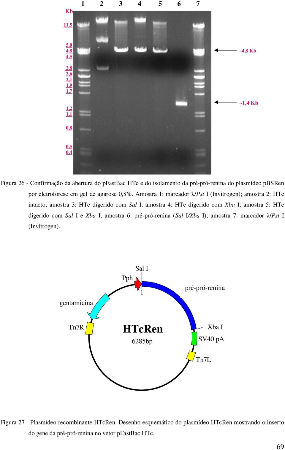 %. Amostra 1: marcador λ/pst I (Invitrogen); amostra 2: HTc intacto; amostra 3: HTc digerido com Sal I; amostra 4: HTc digerido com Xba I; amostra 5: HTc digerido com Sal I e Xba