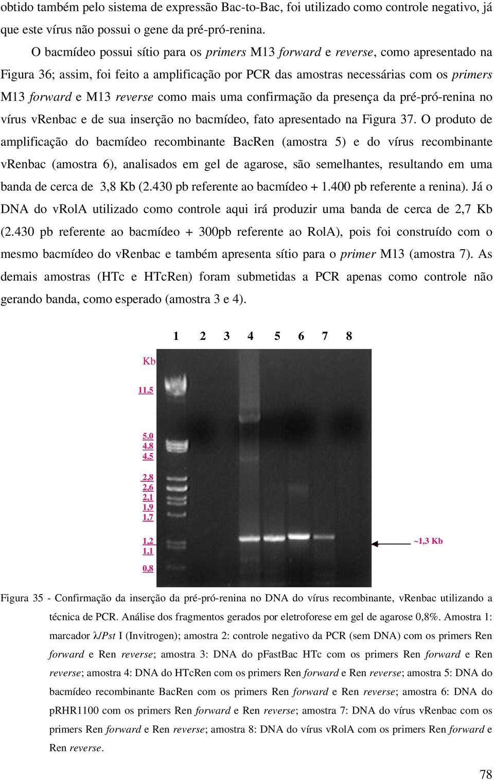 como mais uma confirmação da presença da pré-pró-renina no vírus vrenbac e de sua inserção no bacmídeo, fato apresentado na Figura 37.