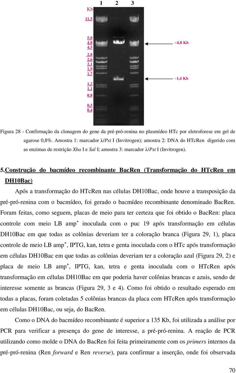 Construção do bacmídeo recombinante BacRen (Transformação do HTcRen em DH10Bac) Após a transformação do HTcRen nas células DH10Bac, onde houve a transposição da pré-pró-renina com o bacmídeo, foi