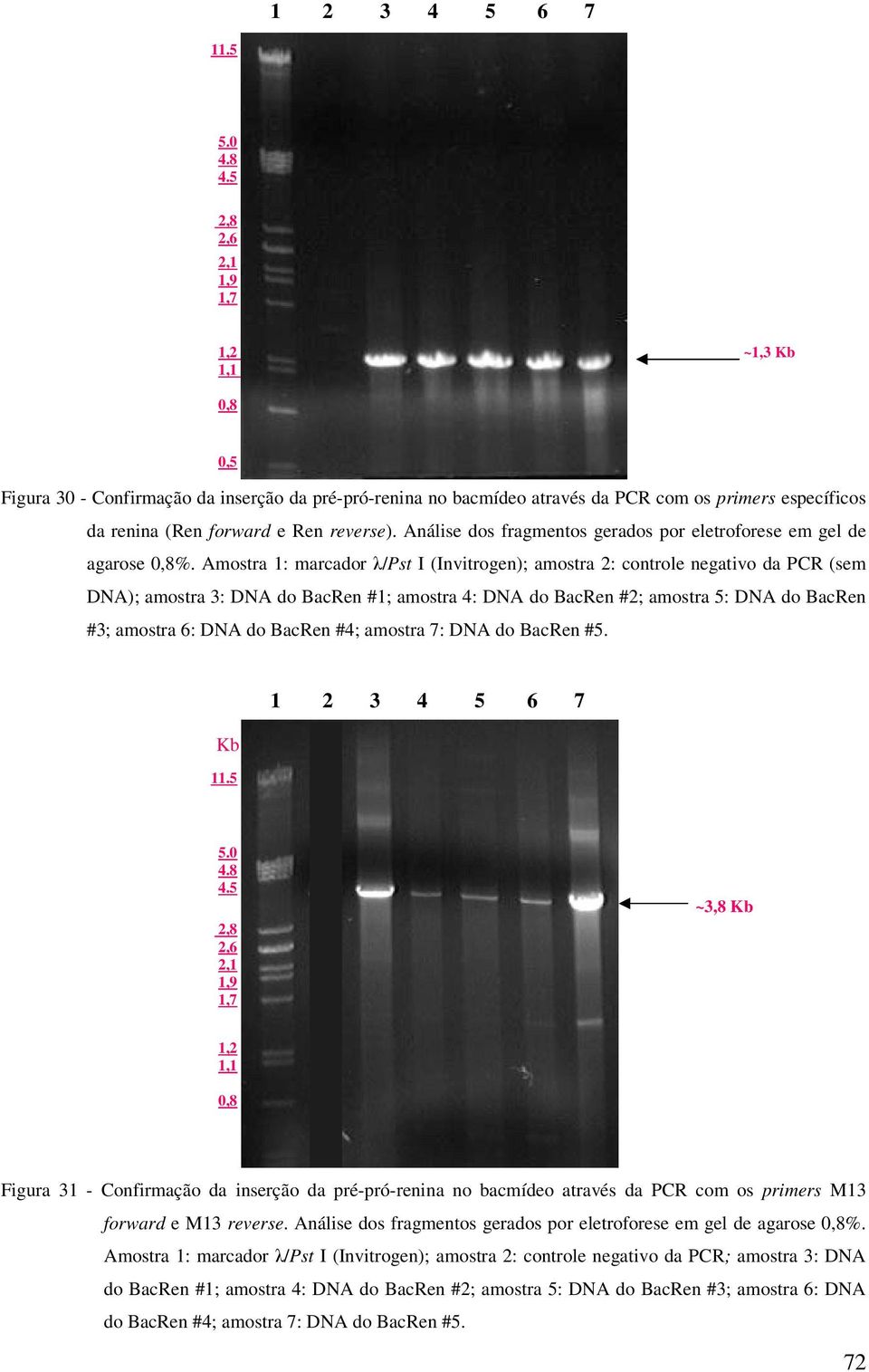 Amostra 1: marcador λ/pst I (Invitrogen); amostra 2: controle negativo da PCR (sem DNA); amostra 3: DNA do BacRen #1; amostra 4: DNA do BacRen #2; amostra 5: DNA do BacRen #3; amostra 6: DNA do