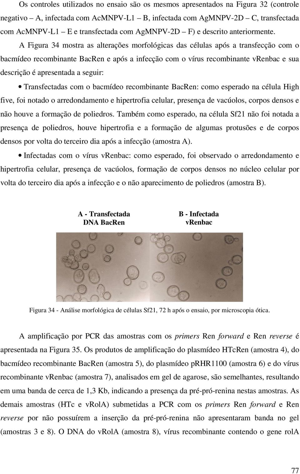 A Figura 34 mostra as alterações morfológicas das células após a transfecção com o bacmídeo recombinante BacRen e após a infecção com o vírus recombinante vrenbac e sua descrição é apresentada a