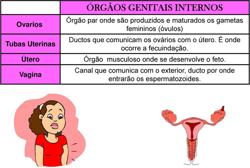 útero. É onde ocorre a fecuindação.