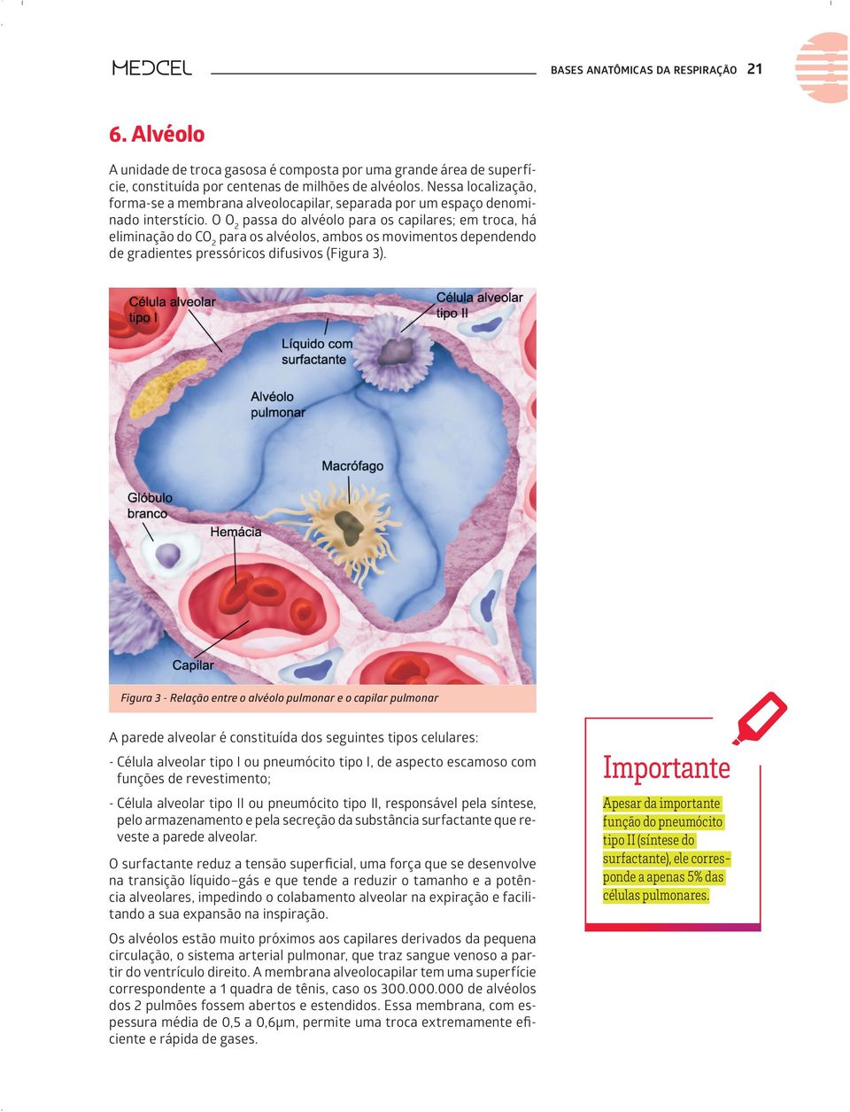 O O 2 passa do alvéolo para os capilares; em troca, há eliminação do CO 2 para os alvéolos, ambos os movimentos dependendo de gradientes pressóricos difusivos (Figura 3).