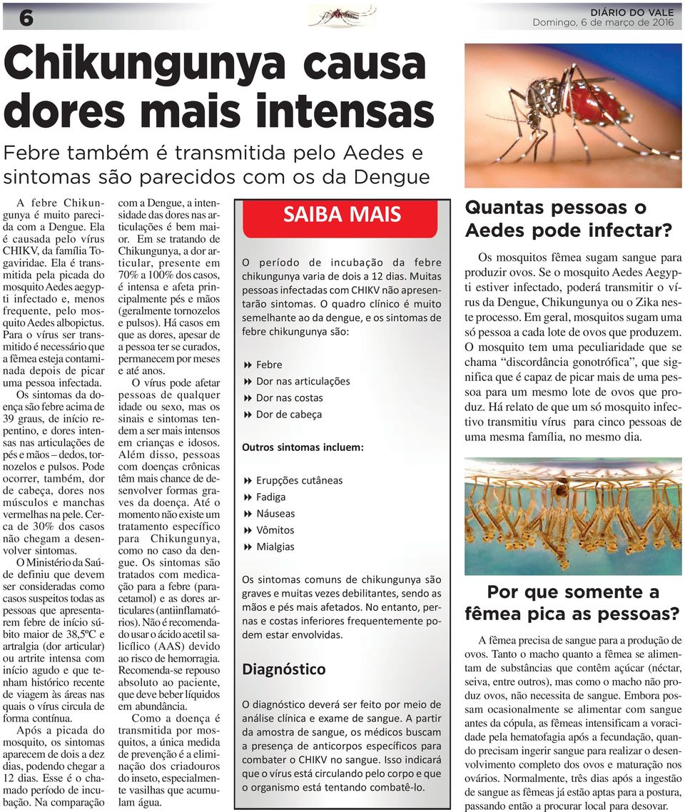 Para o vírus ser transmitido é necessário que a fêmea esteja contaminada depois de picar uma pessoa infectada.