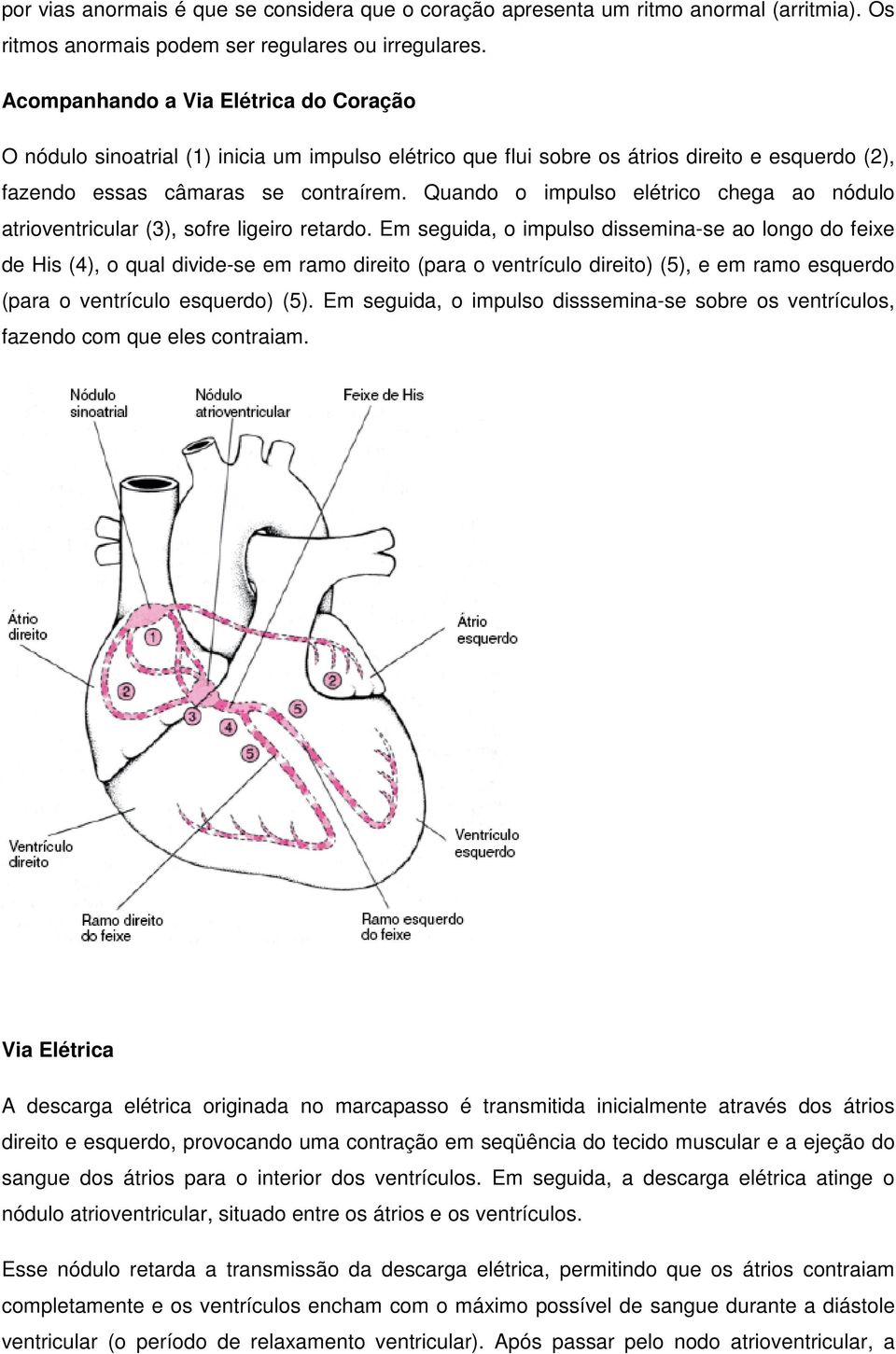 Quando o impulso elétrico chega ao nódulo atrioventricular (3), sofre ligeiro retardo.
