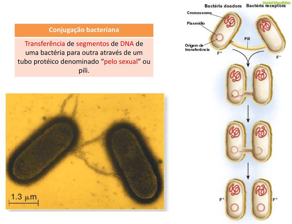 uma bactéria para outra através de