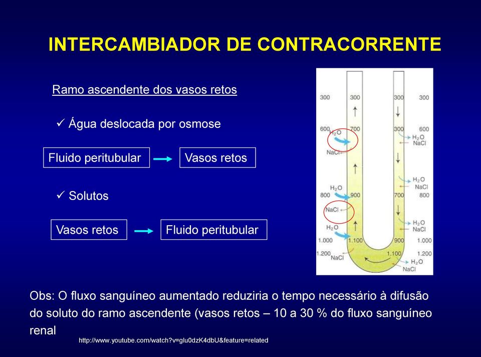 sanguíneo aumentado reduziria o tempo necessário à difusão do soluto do ramo ascendente