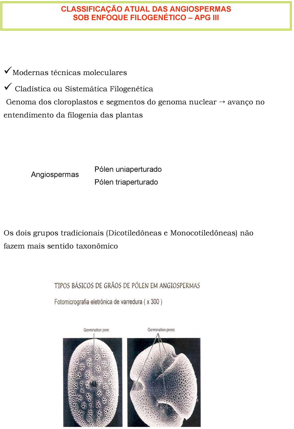 nuclear avanço no entendimento da filogenia das plantas Angiospermas Pólen uniaperturado Pólen