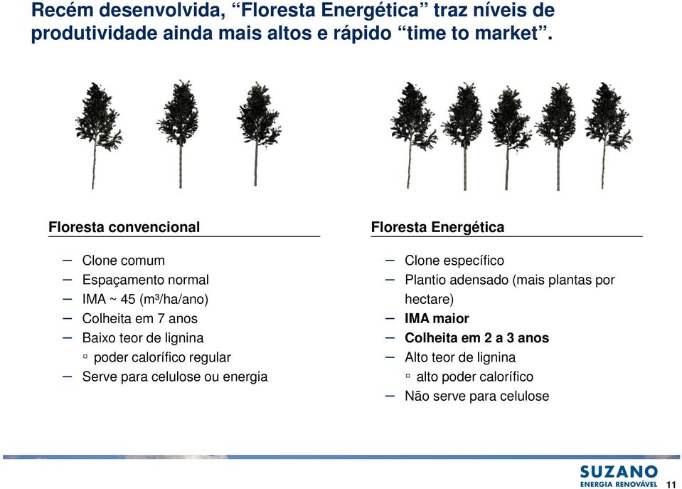 poder calorífico regular Serve para celulose ou energia Floresta Energética Clone específico Plantio adensado (mais