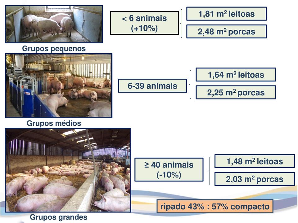 porcas Grupos médios 40 animais (-10%) 1,48 m 2