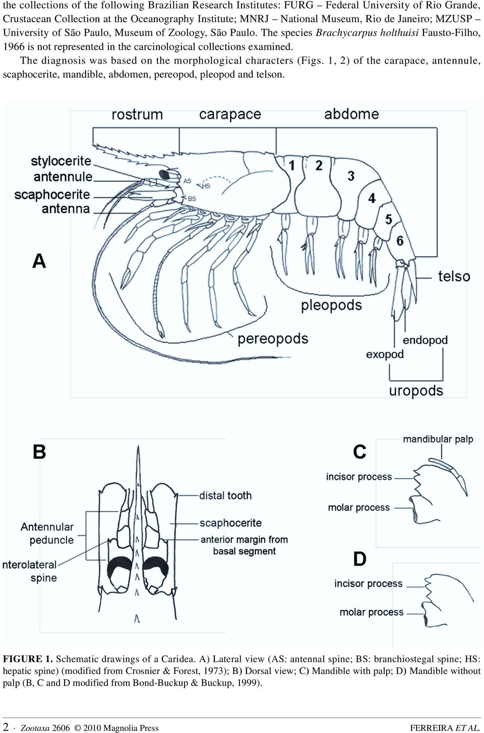 The diagnosis was based on the morphological characters (Figs. 1, 2) of the carapace, antennule, scaphocerite, mandible, abdomen, pereopod, pleopod and telson. FIGURE 1.