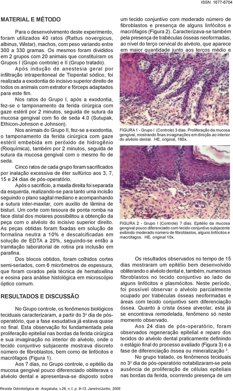 Após indução de anestesia geral por infiltração intraperitoneal de Tiopental sódico, foi realizada a exodontia do incisivo superior direito de todos os animais com extrator e fórceps adaptados para