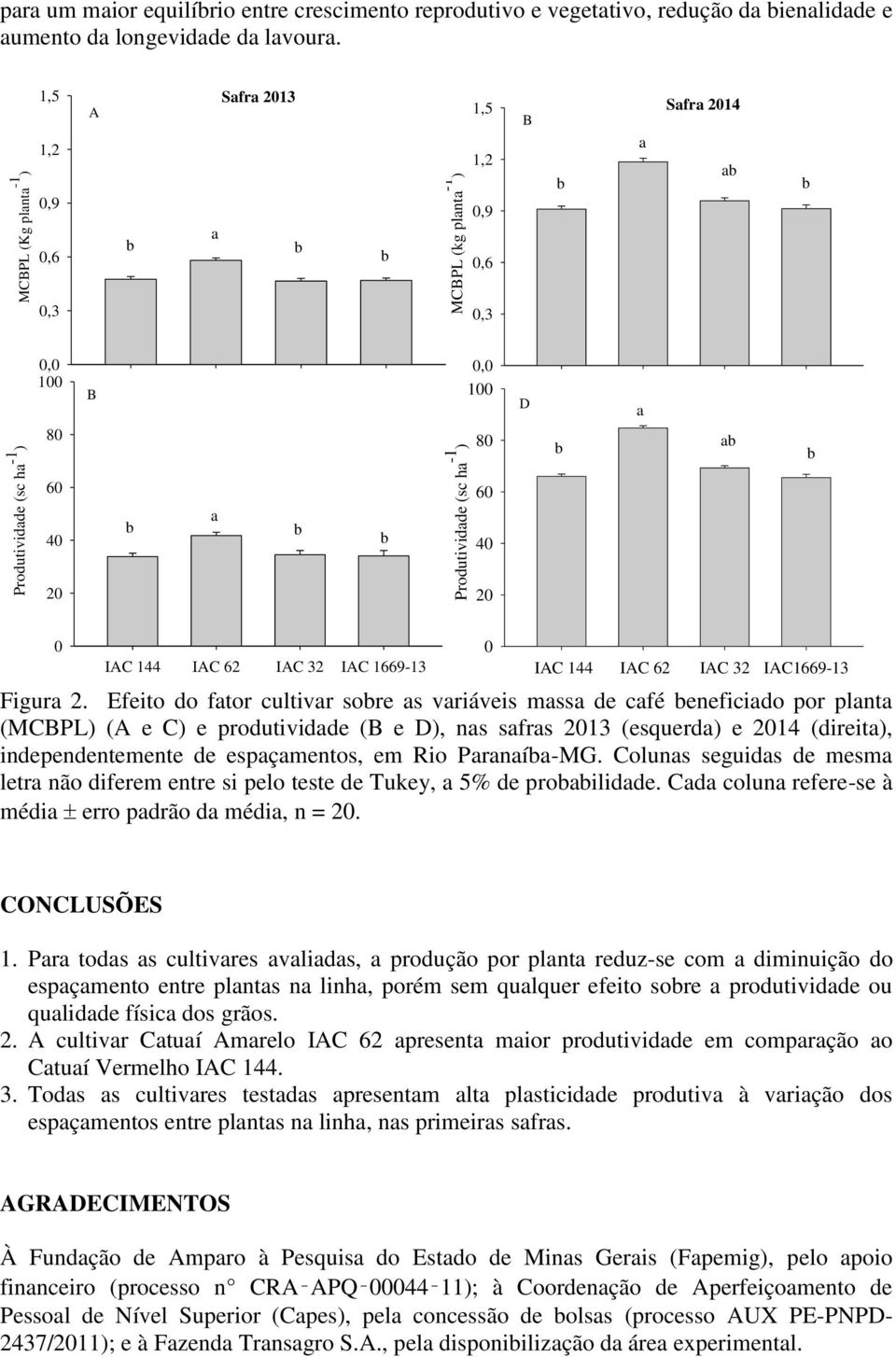 Efeito do ftor cultivr sore s vriáveis mss de cfé eneficido por plnt (MCBPL) (A e C) e produtividde (B e D), ns sfrs 13 (esquerd) e 14 (direit), independentemente de espçmentos, em Rio Prní-MG.