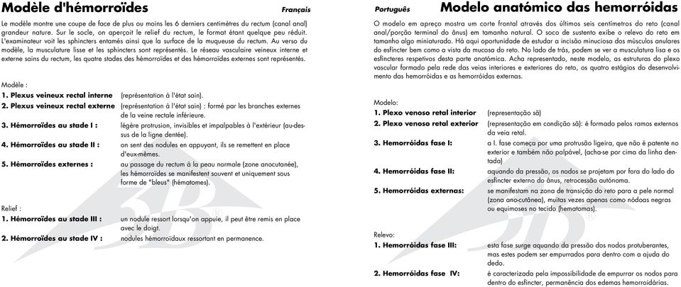 Au verso du modèle, la musculature lisse et les sphincters sont représentés.