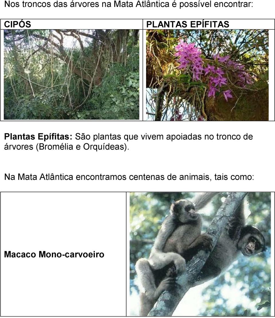 apoiadas no tronco de árvores (Bromélia e Orquídeas).