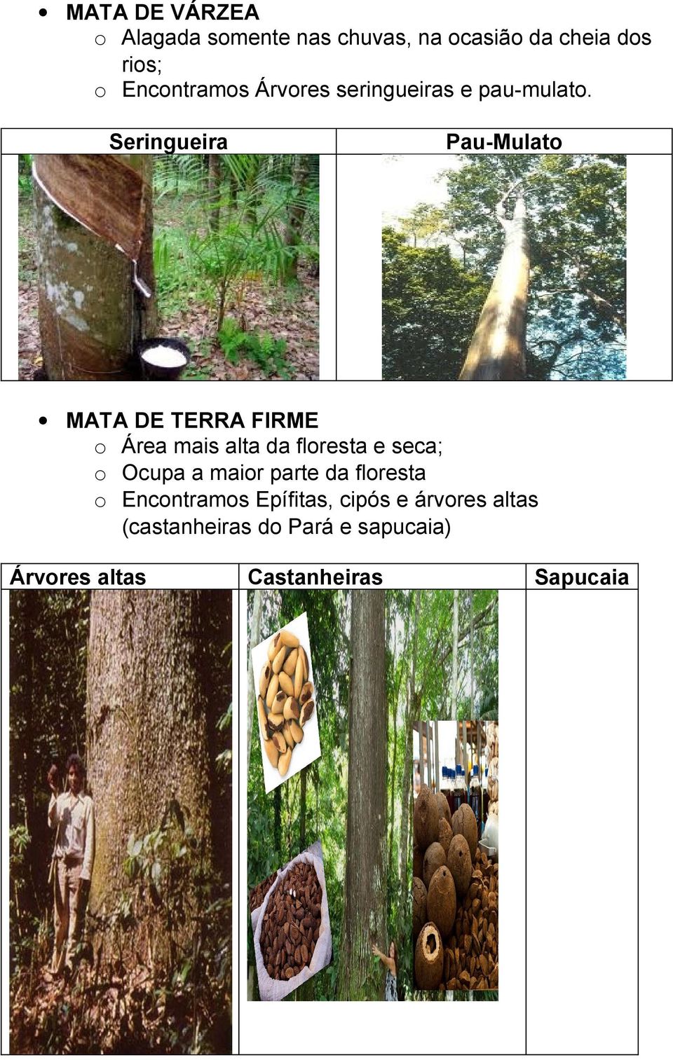 Seringueira Pau-Mulato MATA DE TERRA FIRME o Área mais alta da floresta e seca; o Ocupa