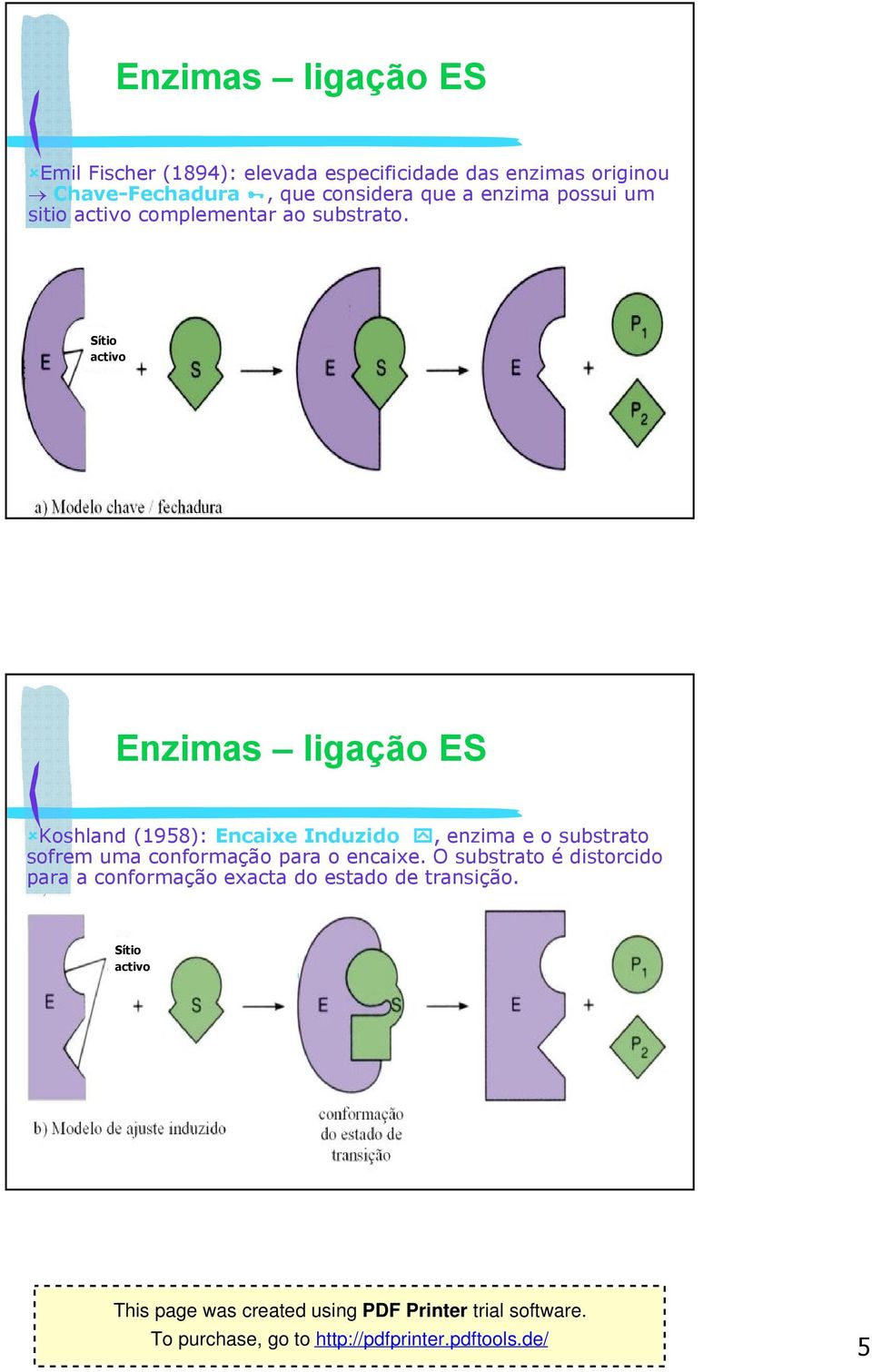 Sítio activo Enzimas ligação ES Koshland (1958): Encaixe Induzido, enzima e o substrato sofrem uma