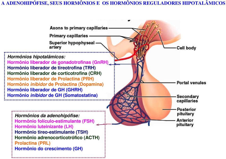 Prolactina (Dopamina) Hormônio liberador de GH (GHRH) Hormônio inibidor de GH (Somatostatina) Hormônios da adenohipófise: Hormônio