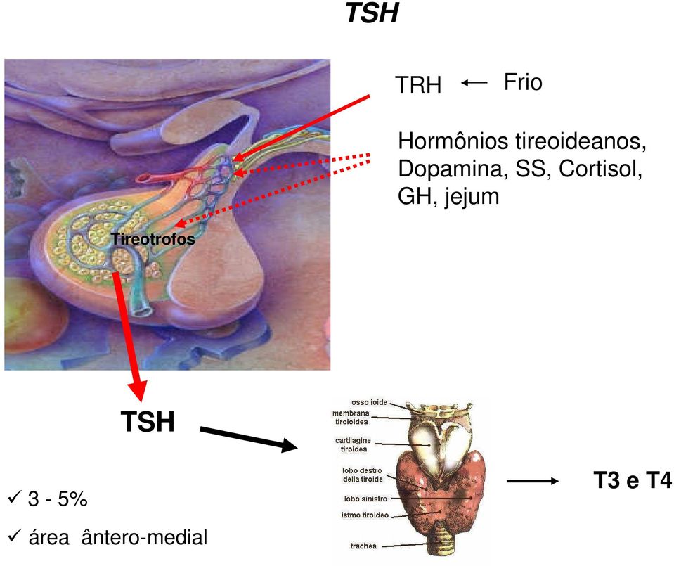 Cortisol, GH, jejum