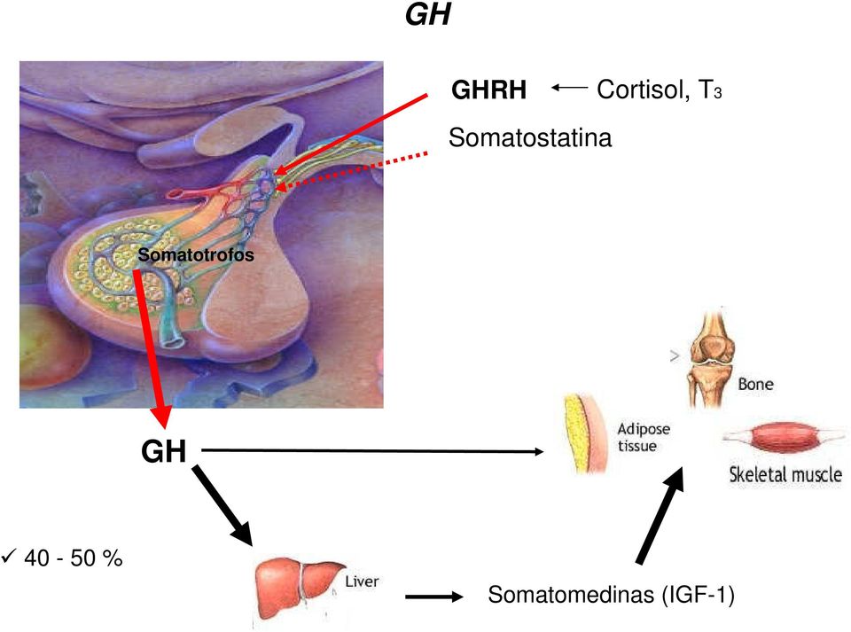 Somatotrofos GH