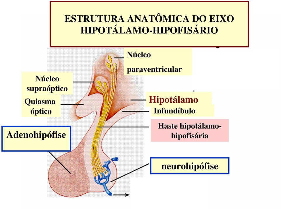 supraóptico Quiasma óptico Adenohipófise