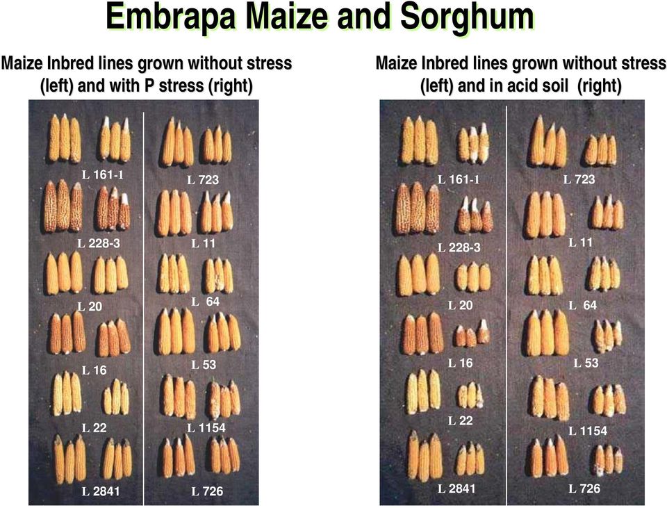 acid soil (right) L 161-1 L 723 L 161-1 L 723 L 228-3 L 11 L 228-3 L 11 L 20 L