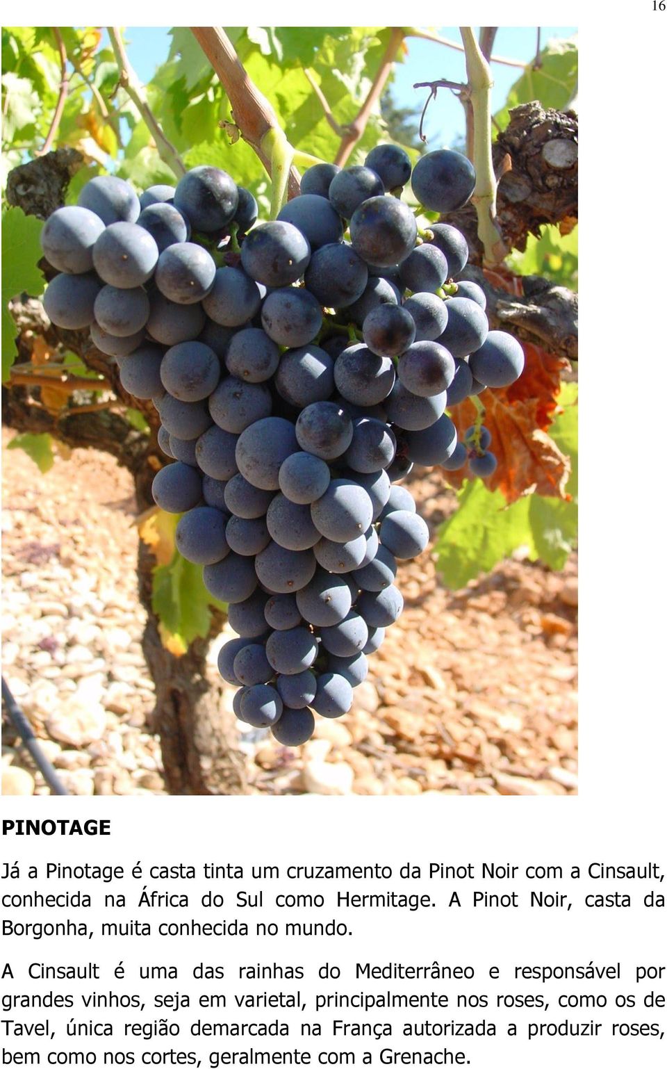 A Cinsault é uma das rainhas do Mediterrâneo e responsável por grandes vinhos, seja em varietal,
