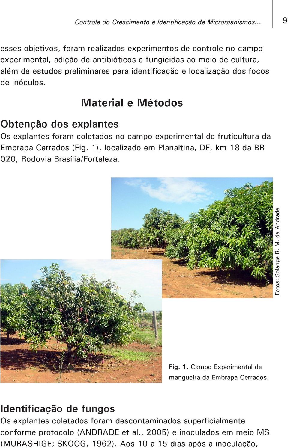 localização dos focos de inóculos. Material e Métodos Obtenção dos explantes Os explantes foram coletados no campo experimental de fruticultura da Embrapa Cerrados (Fig.
